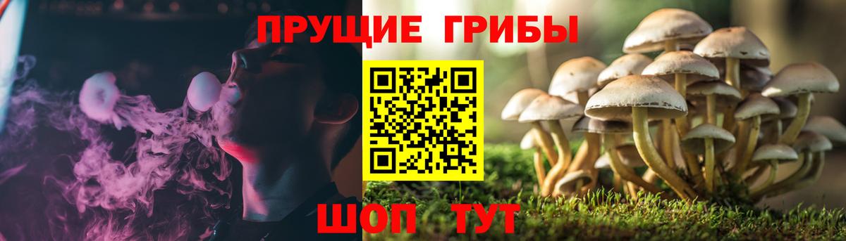 Псилоцибиновые грибы прущие грибы Ростов Великий
